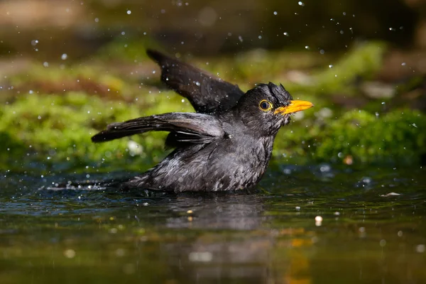 Blackbird badar — Stockfoto