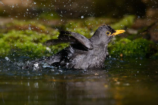 Blackbird badar — Stockfoto