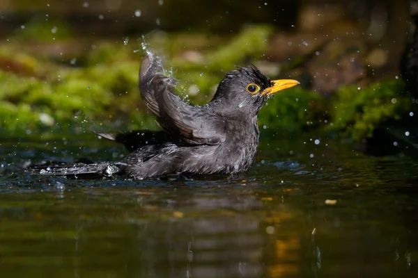 Blackbird badar — Stockfoto