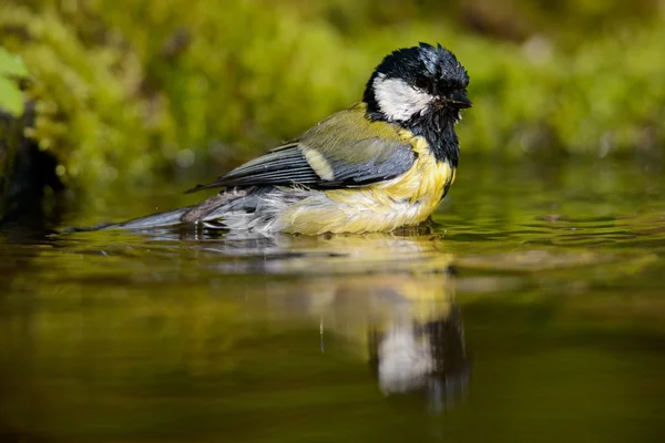 Talgoxe Parus stora bad — Stockfoto