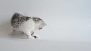 gri egzotik stenografi kedi