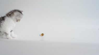 gri egzotik stenografi kedi