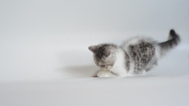 Сірий екзотичний короткошерстий кошеня — стокове відео