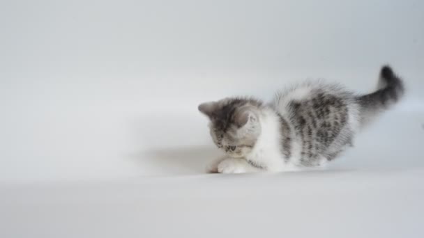 Grey exotic Shorthair kitten — Stock Video