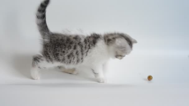 Grey exotic Shorthair kitten — Stock Video