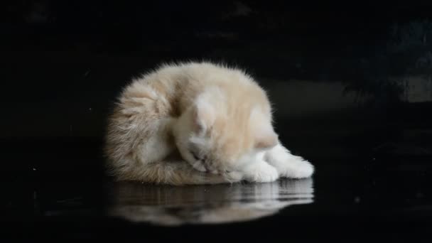 Punainen eksoottinen Shorthair kissanpentu — kuvapankkivideo