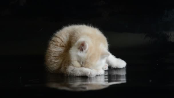 Червоний екзотичний короткошерстий кошеня — стокове відео