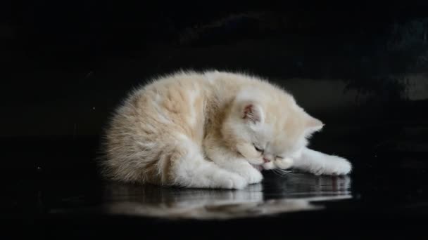 Červené exotická krátkosrstá kotě — Stock video