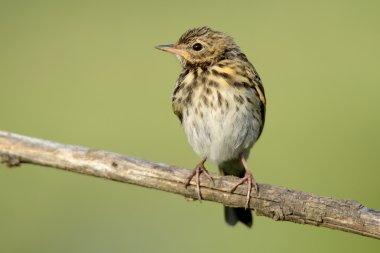Kara kızılkuyruk Phoenicurus ochruros erkek