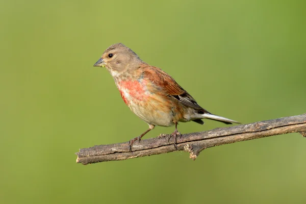 Kis madár eurázsiai kenderike eszik — Stock Fotó