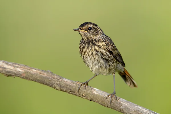 Kara kızılkuyruk Phoenicurus ochruros erkek — Stok fotoğraf