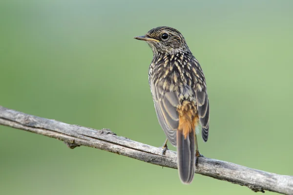 Kara kızılkuyruk Phoenicurus ochruros erkek — Stok fotoğraf