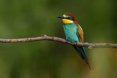 Bir Altın Arı yiyici, güneşli bir yaz gününde yeşil bir arka planda bir dalda oturur.