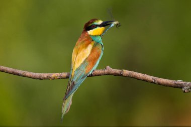 Avrupalı arı yiyici, Merops apiaster. Avrasya 'nın en renkli kuşu. Kuş avını yakaladı. yaz günü