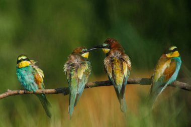 Avrupalı arı yiyici, bir yaz günü başka bir arı yiyiciyle bir dala konmaya gelir.