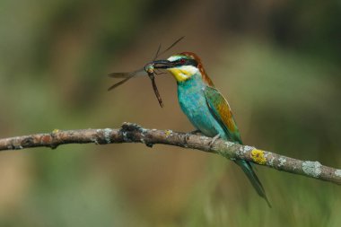 Arı yiyici, merops apiaster. Avrasya 'nın en renkli kuşu. Bir yaz günü bir kuş bir yusufçuk yakaladı.