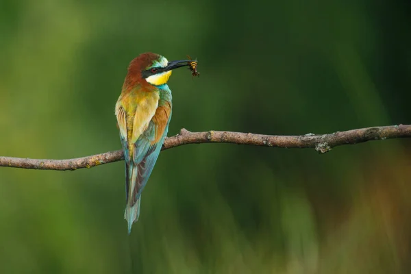 Europeiska Biätaren Merops Apiaster Eurasiens Färgrikaste Fågel Fågeln Fångade Sitt — Stockfoto