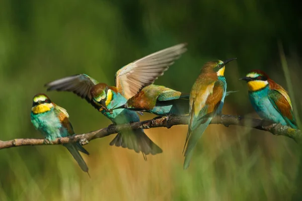 Dois Comedores Abelhas Douradas Sentam Galho Fundo Verde Alimentam Mutuamente — Fotografia de Stock