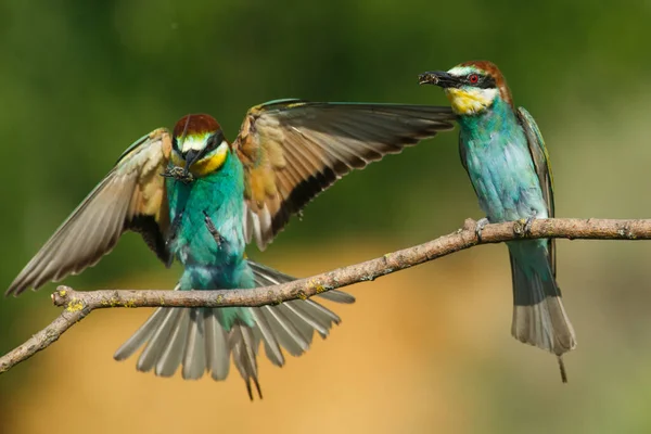 Apicultor Europeo Llega Tierra Una Rama Día Soleado Verano — Foto de Stock