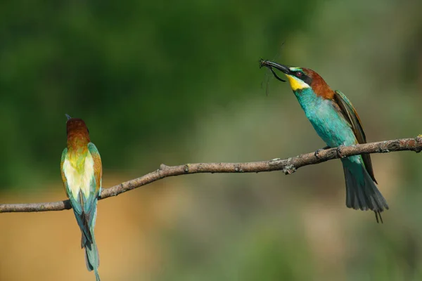 Comedor Abelhas Douradas Senta Galho Fundo Verde Dia Ensolarado Verão — Fotografia de Stock