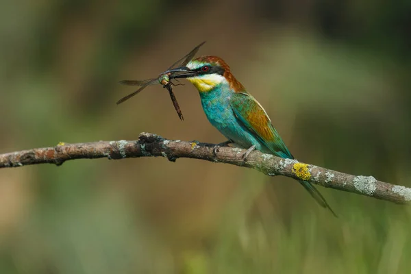 Bee Eater Merops Apiaster Pájaro Más Colorido Eurasia Pájaro Cogió —  Fotos de Stock