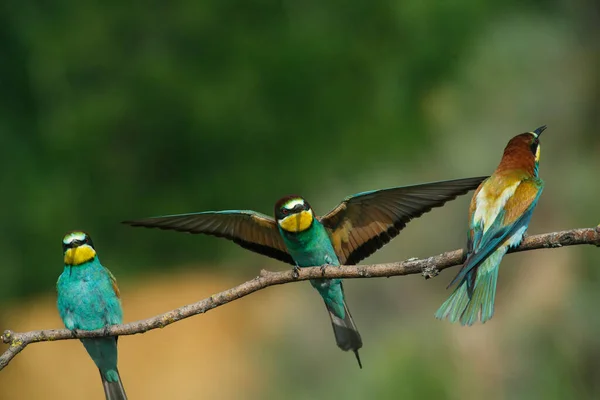 Europese Bijeneter Komt Een Zomerdag Met Een Andere Bijeneter Een — Stockfoto