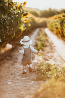 Genç bir çocuk yazın ayçiçeği tarlasında yürür..