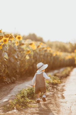Genç bir çocuk yazın ayçiçeği tarlasında yürür..