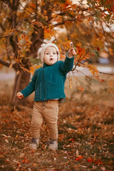 Boy Dressed Beige Hat Green Jacket Stands Background Autumn Trees — Stock Photo, Image