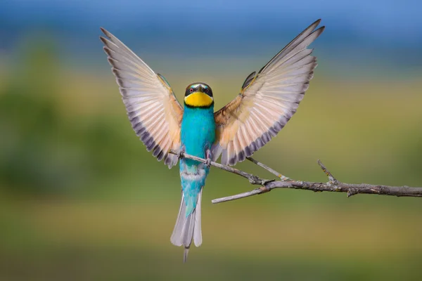 stock image Golden bee-eater5