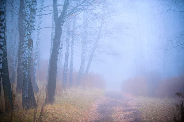 Δάσος στην ομίχλη — Φωτογραφία Αρχείου