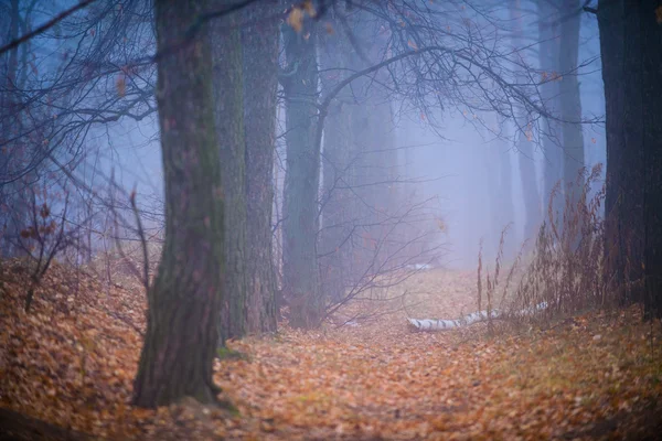 霧の中の森 — ストック写真
