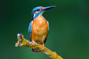 Kingfisher bir dal üzerinde güzel bir poz