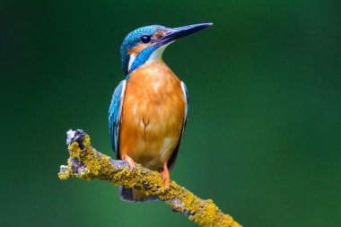 Kingfisher in a nice pose on a twig clipart