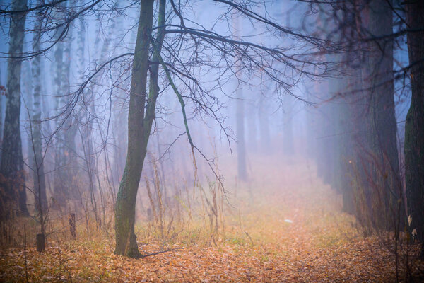 Fog in the autumn forest