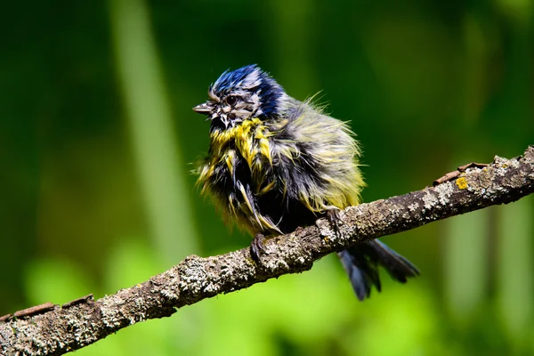 Blaumeise — Stockfoto