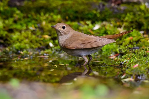 Nachtegaal — Stockfoto