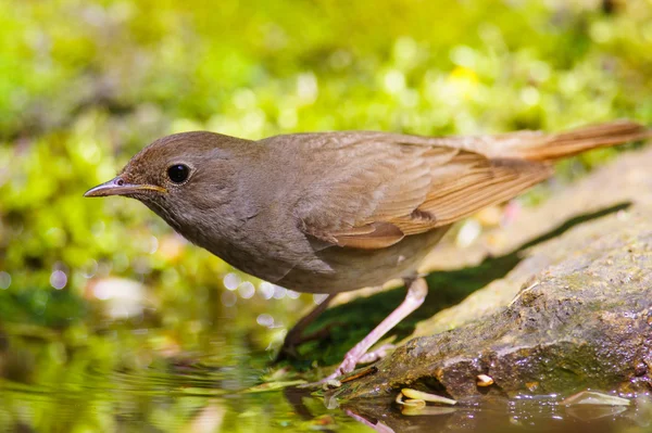 Näktergal — Stockfoto