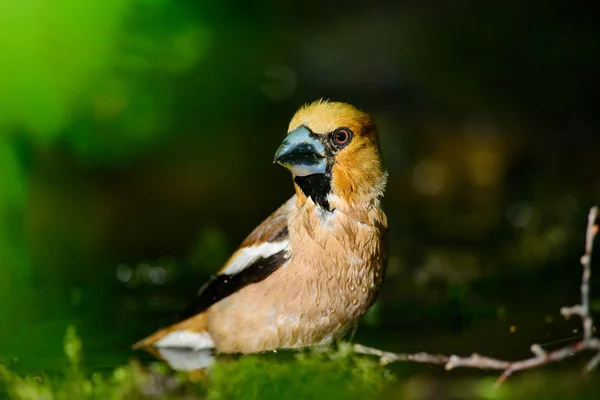 Hawfinch — Stock fotografie