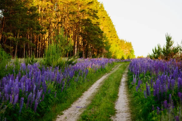 Lupine weide — Stockfoto