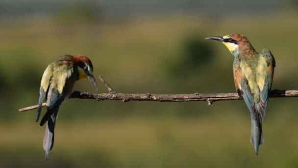 Golden bee-eaters on a branch — Stock Video