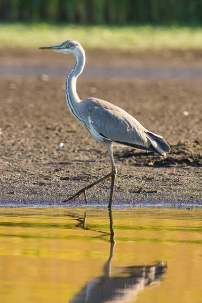 Schöner Graureiher auf dem See — Stockfoto