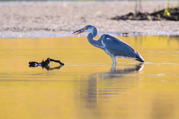 Schöner Graureiher auf dem See — Stockfoto