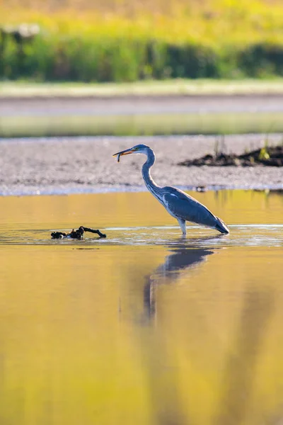 Beautiful Grey Heron on the lake — Stock Photo, Image