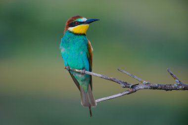 dal Avrupa arı kuşugiller