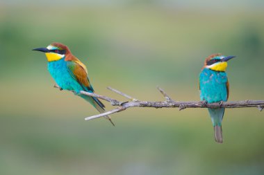 iki bee-eaters bir dal üzerinde oturan
