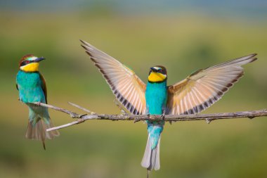iki bee-eaters bir dal üzerinde oturan