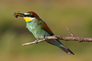 Avrupa Arı yiyen bir arı gagası ile