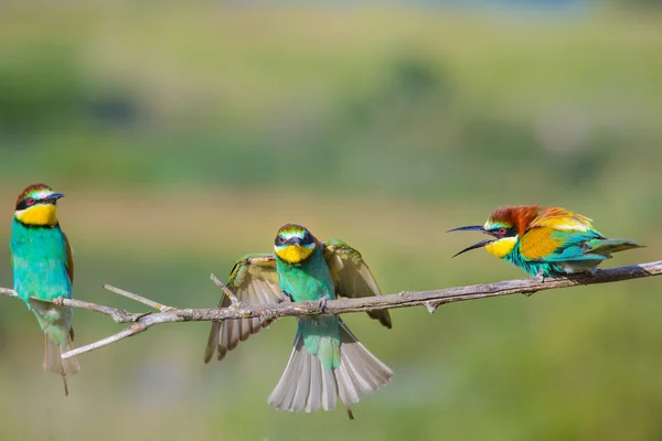 Tre mangiatori di api discutono su un ramo — Foto Stock