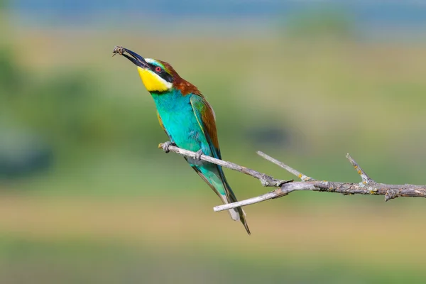 Apicultor europeo en una rama —  Fotos de Stock